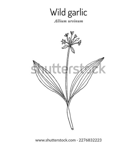 Wild garlic, or bear leek (Allium ursinum), or ramsons, buckrams, edible and medicinal plant. Hand drawn botanical vector illustration