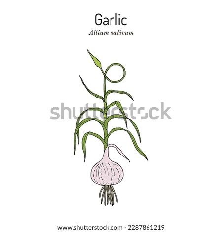 Garlic (Allium sativum), edible and medicinal plant. Hand drawn botanical vector illustration