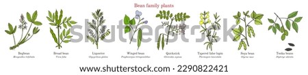 Bean family plants. (Fabaceae, Leguminosae or Papilionaceae). Hand drawn botanical vector illustration.