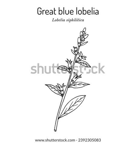 Great blue lobelia (Lobelia siphilitica), ornamental and medicinal plant. Hand drawn botanical vector illustration