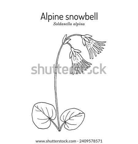 Alpine snowbell or blue moonwort  (Soldanella alpina), medicinal plant. Hand drawn botanical vector illustration