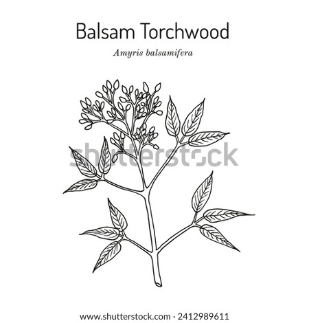 Balsam Torchwood (amyris balsamifera), medicinal plant. Hand drawn botanical vector illustration