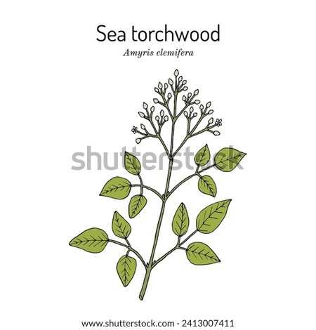 Sea Torchwood or candlewood (amyris elemifera), medicinal plant. Hand drawn botanical vector illustration