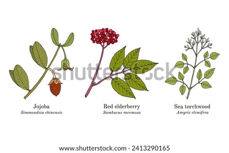 Collection of edible and medicinal plants. Hand drawn botanical vector illustration