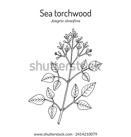 Sea Torchwood or candlewood (amyris elemifera), medicinal plant. Hand drawn botanical vector illustration