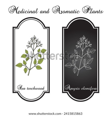 Sea Torchwood or candlewood (amyris elemifera), medicinal plant. Hand drawn botanical vector illustration