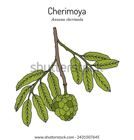 Cherimoya (Annona cherimola), edible and medicinal plant. Hand drawn botanical vector illustration