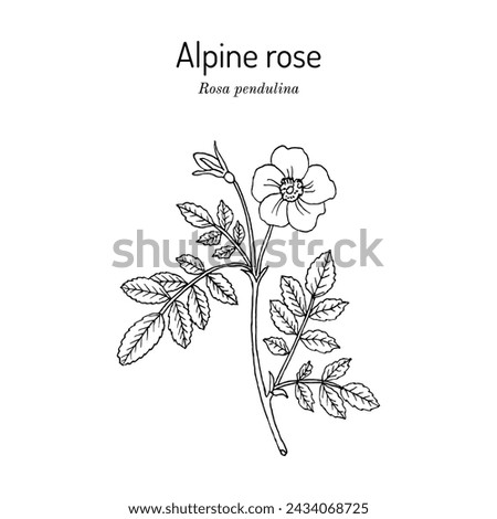 Alpine or mountain rose (Rosa pendulina), edible and medicinal plant. Hand drawn botanical vector illustration