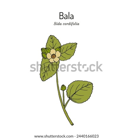 Bala (sida cordifolia), or country mallow, flannel weed, medicinal plant. Hand drawn botanical vector illustration