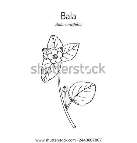 Bala (sida cordifolia), or country mallow, flannel weed, medicinal plant. Hand drawn botanical vector illustration