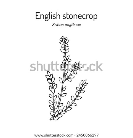 English stonecrop (Sedum anglicum), ornamental plant. Hand drawn botanical vector illustration