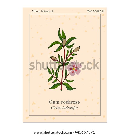 Gum rockrose or laudanum, labdanum, common gum-cistus. Vector illustration