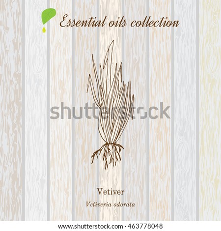 Vetiver, essential oil label, aromatic plant. Vector illustration