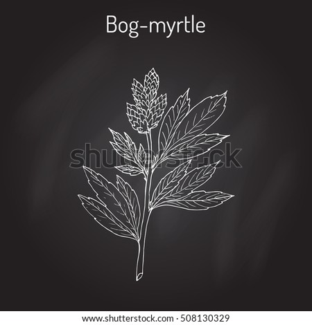 Bog-myrtle (myrica gale), or sweetgale, medicinal plant. Hand drawn botanical vector illustration