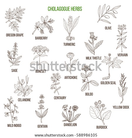 Cholagogue herbs. Hand drawn vector set of medicinal plants