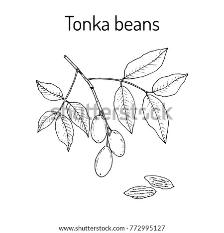 Tonka beans (Dipteryx odorata), aromatic and medicinal plant. Hand drawn botanical vector illustration