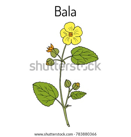 Bala (sida cordifolia), or country mallow, flannel weed, medicinal plant. Hand drawn botanical vector illustration