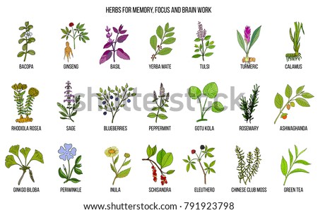 Best medicinal herbs for memory, focus and brain work. Hand drawn vector set of medicinal plants