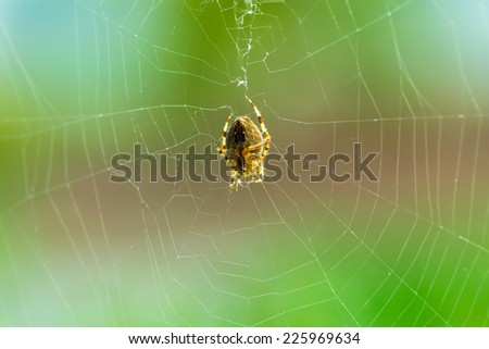 macro spider on the web with shallow depth of filed, a spider web backlit by sun.