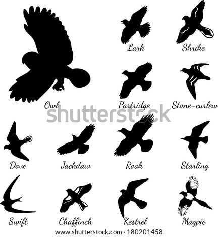 Set of black isolated vector silhouettes of birds. 
Vector illustration. 
Lark, Shrike, Owl, Partridge, Stone-curlew, Dove, Jackdaw, Rook, Starling, Swift, Chaffinch, Kestrel, Magpie