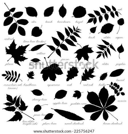 Silhouettes Of Tree Leaves (Elm, Beech, Ash, Walnut, Linden, Birch ...