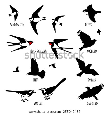 Set of black isolated vector silhouettes of birds (sand martin, dipper, barn swallow, wood lark, lark, pipit, skylark, wagtail, crested lark). Vector illustration. 