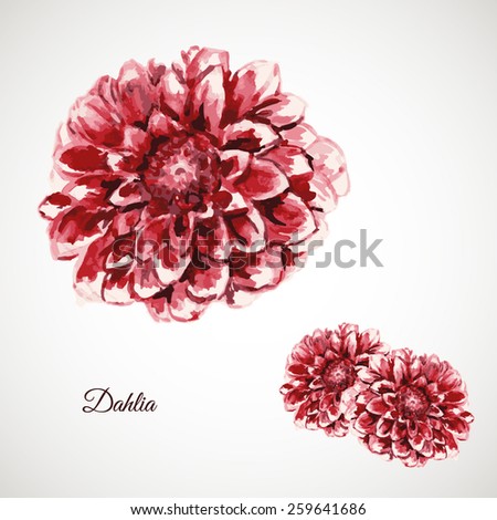 Dahlia. Garden flower. Watercolor hand drawn sketch. 
Botanical vector illustration. 