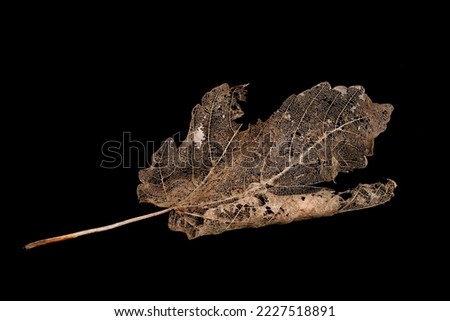 Similar – Image, Stock Photo Rotting leaves Decompose