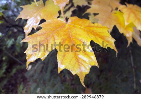 autumn maple leafs, Canada