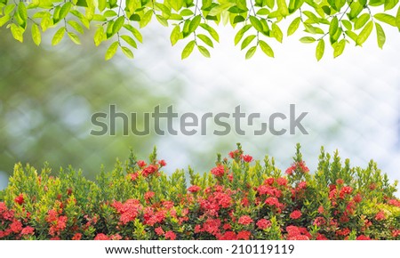 Green leaves border on the blurred background