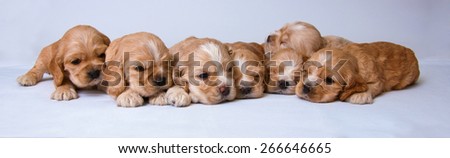 Puppies of American cocker spaniel on a white  background. Two weeks old.