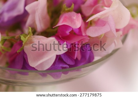 Bouquet of beautiful sweet peas flowers, a studio photo