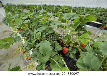 Rows of strawberry bushes in greenhouse farming