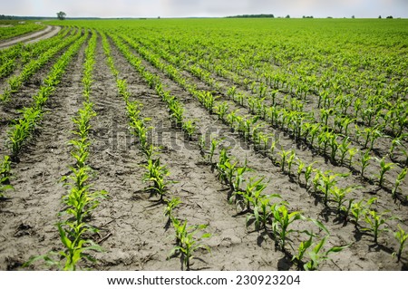 Rows of young corn sprouts at a farmer\'s field