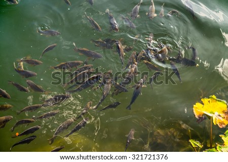 Flock eats fish feed on the surface of the lake