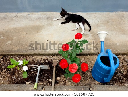 Red rose with gardening tool and a kitty cat