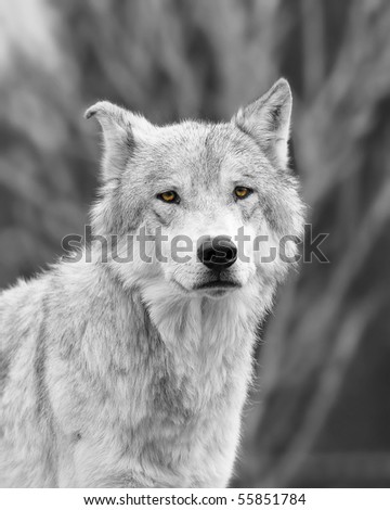 Black and White Wolf with Colored Eyes