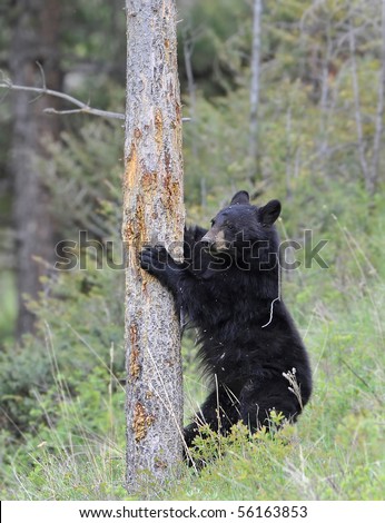 Black Bear Climbing Tree Stock Photo 56163853 : Shutterstock