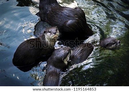 Shutterstock Puzzlepix