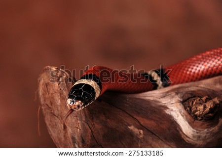 Colorful milk snake on the branch and its tongue