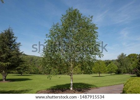 Spring Foliage of a Himalayan Birch Tree (Betula utilis) with a Bright Blue Sky Background in a Garden in Rural Devon, England, UK Photo stock © 