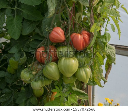 Similar – Image, Stock Photo Cuore di bue
