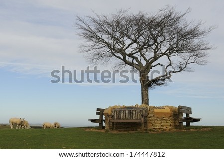 The Memorial Wall on Cleeve Common with a Beech Tree in its middle. A site of Special Scientific Interest, close to Cheltenham in the Cotswolds.