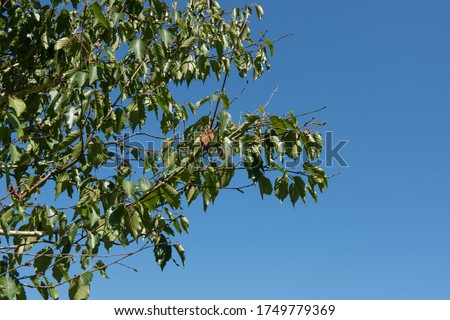 Summer Foliage of a Deciduous Himalayan Birch Tree (Betula utilis var. jacquemontii 'Grayswood Ghost') Growing in a Garden in Rural Devon, England, UK  Photo stock © 
