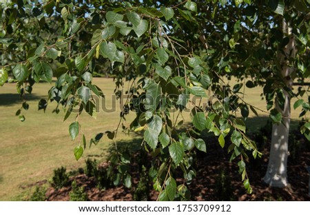 Green Leaves of a Himalayan Birch Tree (Betula utilis) Growing in a Garden in Rural Devon, England, UK Photo stock © 