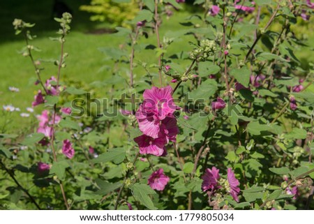 Lavatera 'Burgundy Wine' Mallow Garden Shrub Available Now! Lavatera 'Burgundy Wine' Mallow Garden Shrub Available Now!