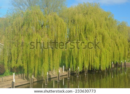 Willow Trees overhanging the River Avon at Stratford upon Avon, Warwickshire, England, UK