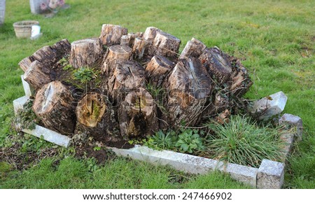 Grave with Tree Stumps in the Middle of it in the Berkshire Village of Whitchurch Hill, England, UK