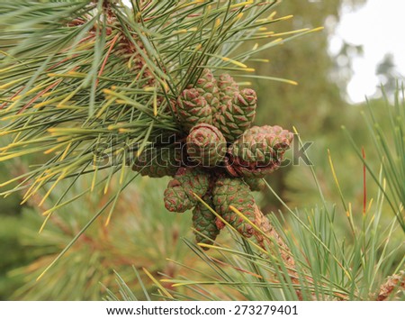 Pinus Thunbergii, Japanese Black Pine, Cones, in the Arboretum at Rosemoor, Devon, England, UK