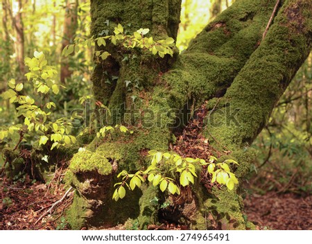 Moss Covered Tree Trunk in Northdown Plantation, Eggesford Forest, Devon, England, UK